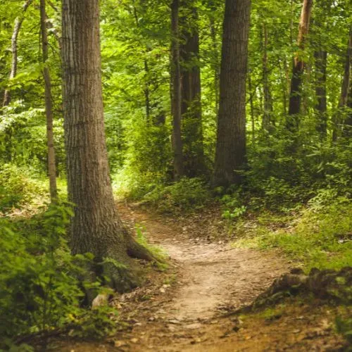 foret